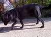 Rocky-ADOPTED 12.24.12