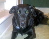 Rocky-ADOPTED 12.24.12