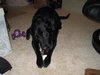 Rocky-ADOPTED 12.24.12