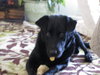 Rocky-ADOPTED 12.24.12