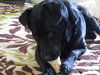 Rocky-ADOPTED 12.24.12