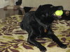 Rocky-ADOPTED 12.24.12