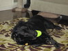 Rocky-ADOPTED 12.24.12