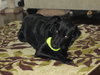 Rocky-ADOPTED 12.24.12