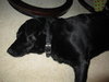 Rocky-ADOPTED 12.24.12