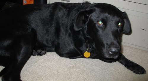 Rocky-ADOPTED 12.24.12