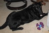 Rocky-ADOPTED 12.24.12