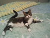 Duggan - ADOPTED 10.20.12