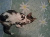 Duggan - ADOPTED 10.20.12