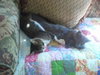 Duggan - ADOPTED 10.20.12