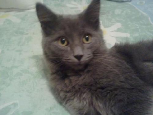 Claire - ADOPTED 10.20.12