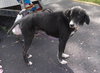 Tubby - ADOPTED  12.01.12