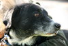 Tubby - ADOPTED  12.01.12