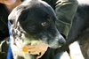 Tubby - ADOPTED  12.01.12