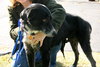 Tubby - ADOPTED  12.01.12