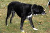 Tubby - ADOPTED  12.01.12