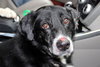 Tubby - ADOPTED  12.01.12