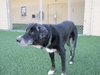 Tubby - ADOPTED  12.01.12