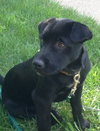 Andy-ADOPTED 10.19.12