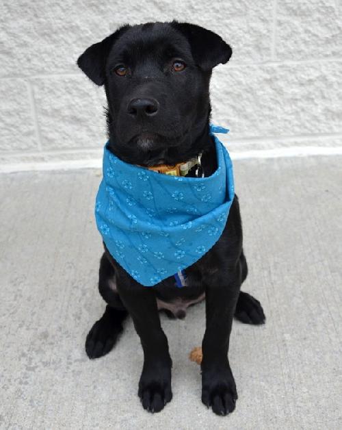 Andy-ADOPTED 10.19.12