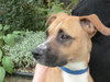 Brandy-ADOPTED 03.20.13