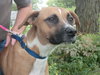Brandy-ADOPTED 03.20.13