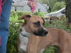 Brandy-ADOPTED 03.20.13