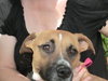 Brandy-ADOPTED 03.20.13