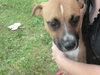 Brandy-ADOPTED 03.20.13