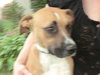 Brandy-ADOPTED 03.20.13