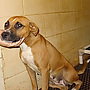 Brandy-ADOPTED 03.20.13