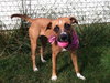 Brandy-ADOPTED 03.20.13