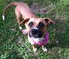 Brandy-ADOPTED 03.20.13