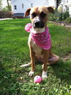 Brandy-ADOPTED 03.20.13