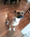 Brandy-ADOPTED 03.20.13