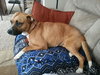 Brandy-ADOPTED 03.20.13