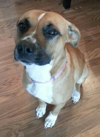 Brandy-ADOPTED 03.20.13