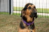 Brunose-ADOPTED 10.04.12