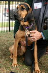 Brunose-ADOPTED 10.04.12
