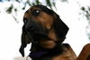 Brunose-ADOPTED 10.04.12