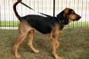Brunose-ADOPTED 10.04.12