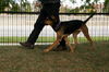 Brunose-ADOPTED 10.04.12