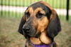 Brunose-ADOPTED 10.04.12