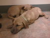 Xf Litter Isis - ADOPTED 10.30.12