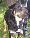 Reno - ADOPTED 3.28.16
