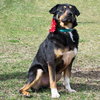 Reno - ADOPTED 3.28.16