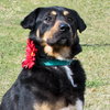 Reno - ADOPTED 3.28.16