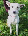Ziggy-ADOPTED 12.26.12
