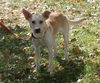 Ziggy-ADOPTED 12.26.12
