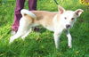 Ziggy-ADOPTED 12.26.12